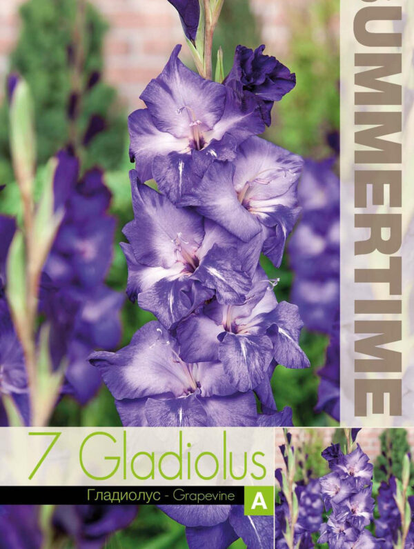 Gladiolus Grapevine