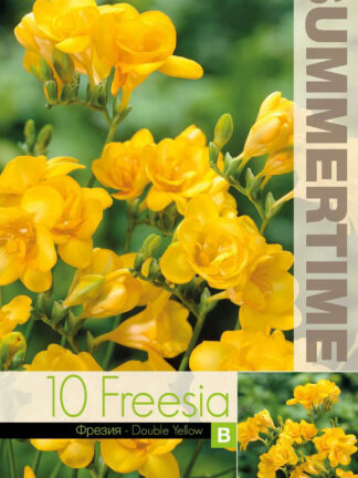 Freesia Double Yellow