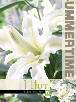 Lilium Polar Star (Or)