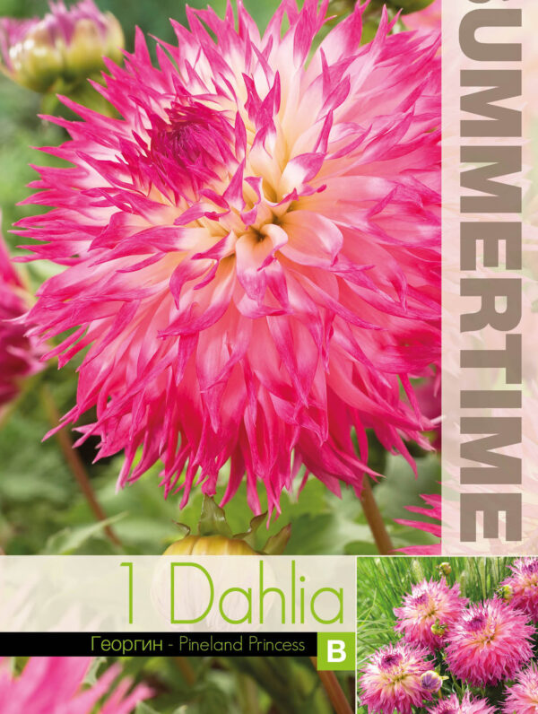 Dahlia Pinelands Princess