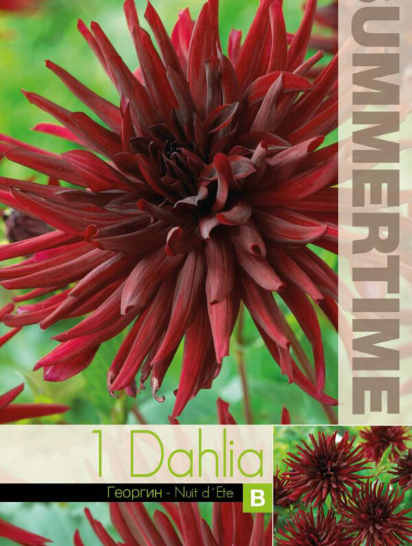 Dahlia Nuit d`ete