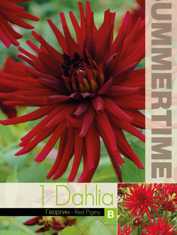 Dahlia Red Pigmy