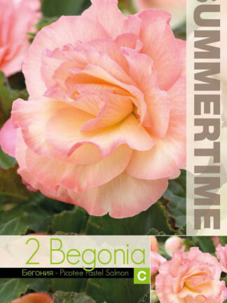 Begonia Picotee Pastel Salmon
