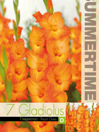 Gladiolus Royal Class