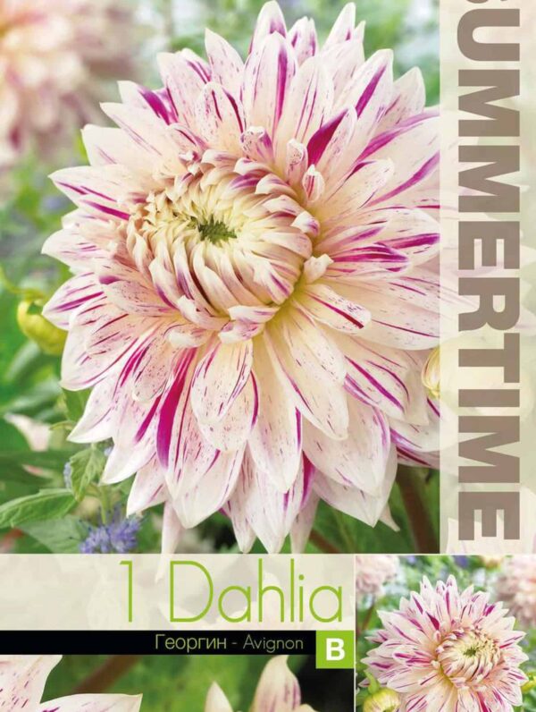 Dahlia Avignon