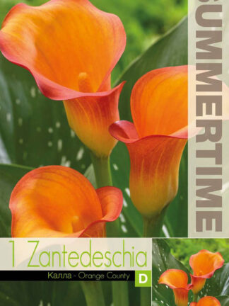 Zantedeschia Orange Country