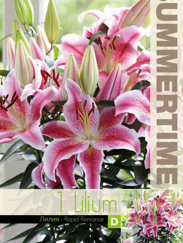Lilium Rapid Romance