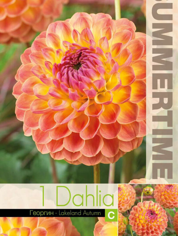 Dahlia Lakeland Autumn