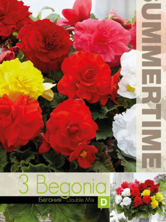 Begonia Double Mixed