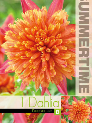 Dahlia Jive