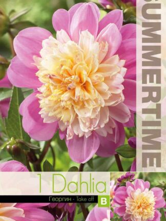 Dahlia Take Off