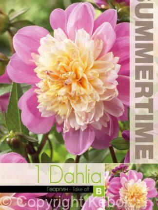 Dahlia Take Off