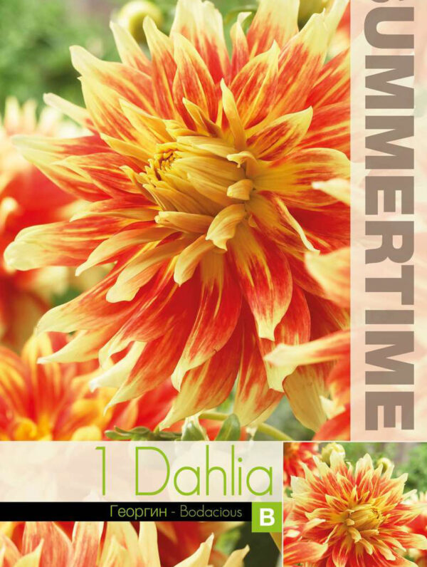 Dahlia Bodacious