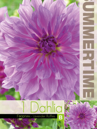 Dahlia Lavender Ruffles
