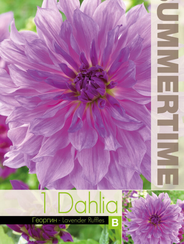 Dahlia Lavender Ruffles