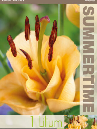 Lilium Apricot Fudge