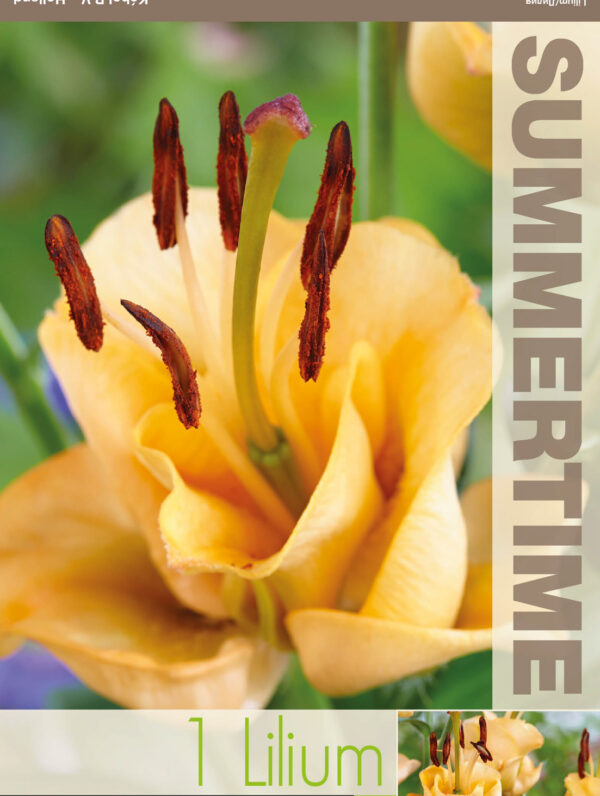 Lilium Apricot Fudge