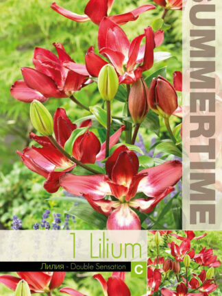 Lilium Double Sensation (As)