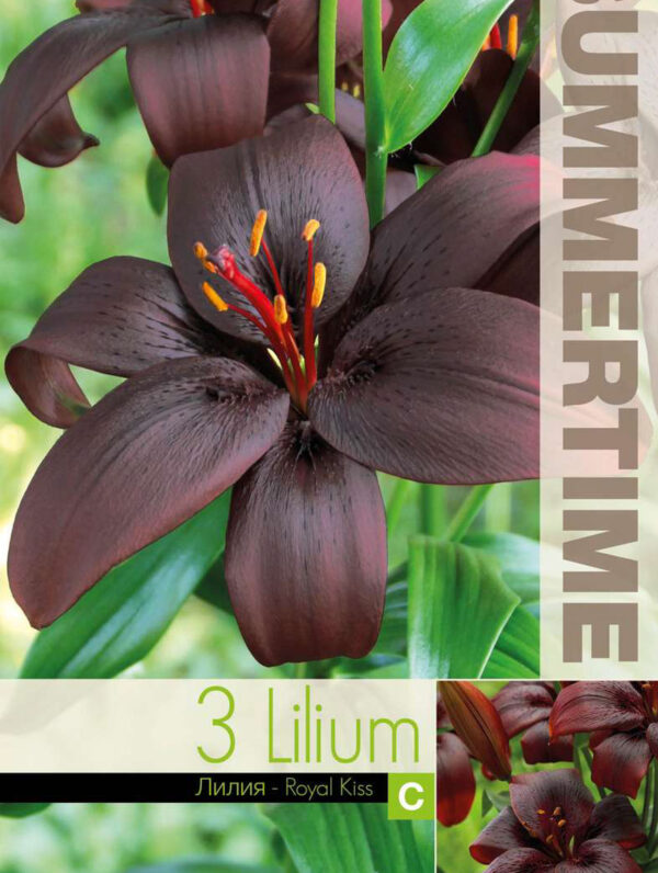Lilium Royal Kiss