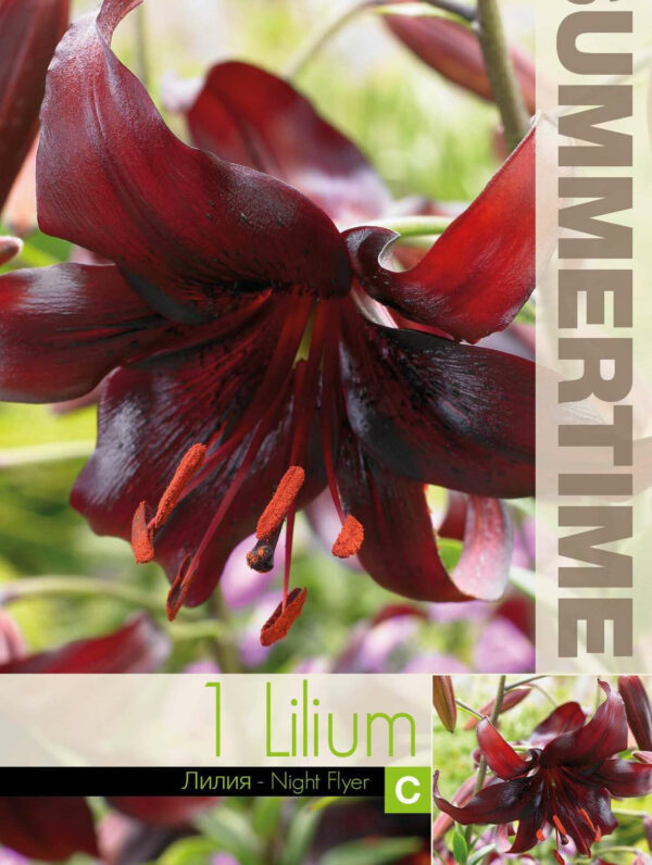 Lilium Night Flyer