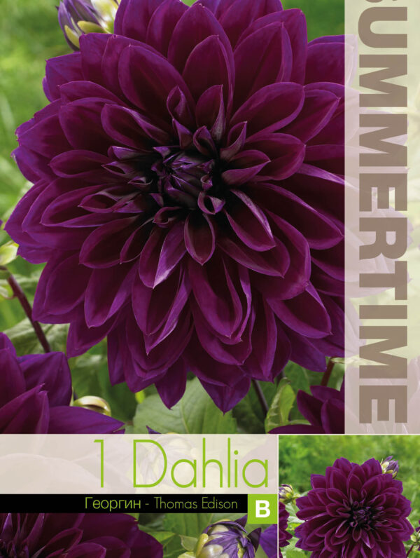 Dahlia Thomas Edison