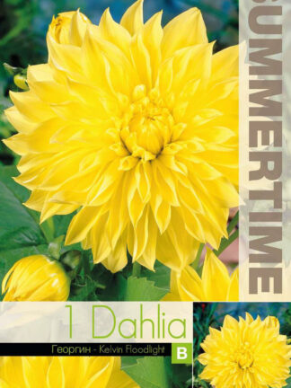 Dahlia Kelvin Floodlight