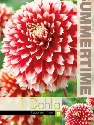 Dahlia Noel