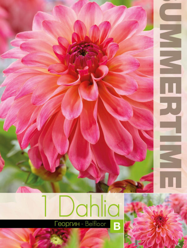 Dahlia Belfloor