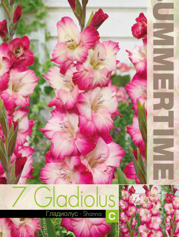 Gladiolus Shanna