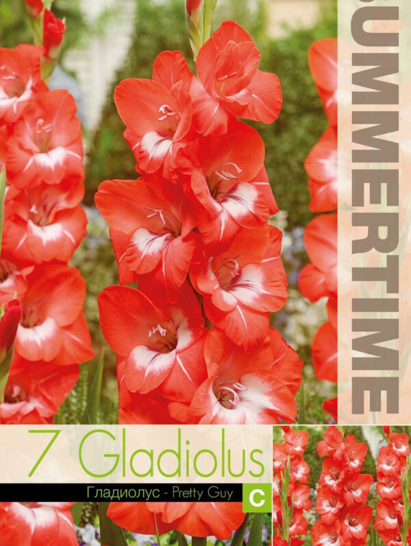 Gladiolus Pretty Guy