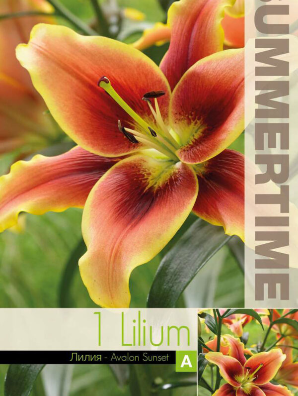 Lilium Avalon Sunset