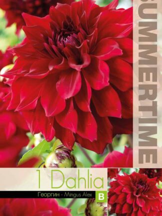 Dahlia Mingus Alex