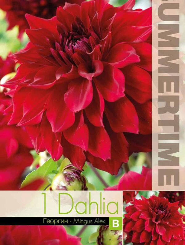 Dahlia Mingus Alex