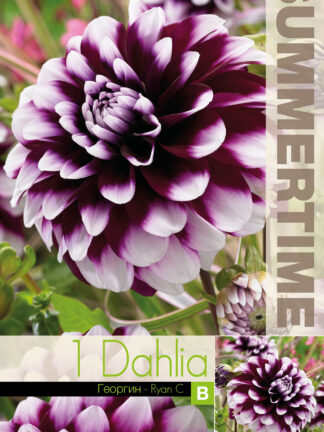 Dahlia Ryan C I