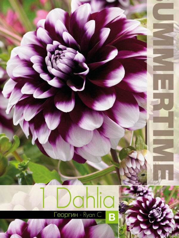 Dahlia Ryan C I
