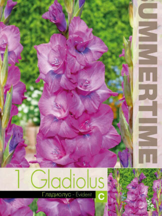 Gladiolus Evident