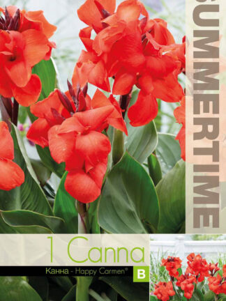 Canna Happy Carmen