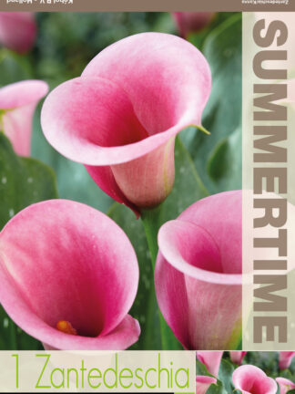 Zantedeschia Captain Violetta