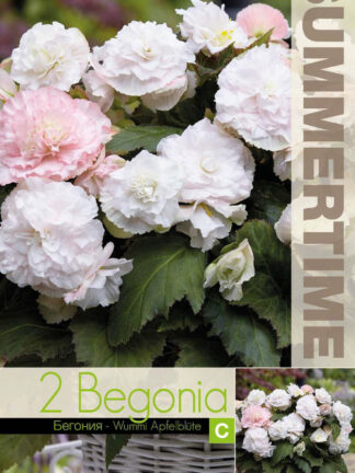 Begonia Wummi Apfelblute