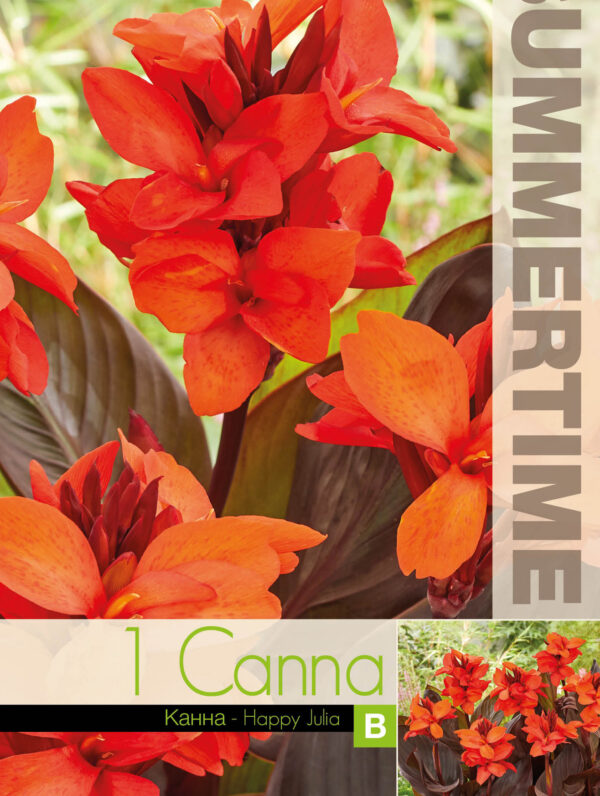 Canna Happy Julia