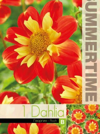 Dahlia Pooh