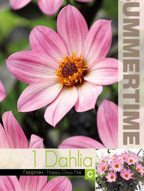 Dahlia Happy Days Pink