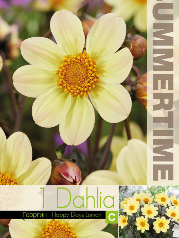 Dahlia Happy Days Lemon