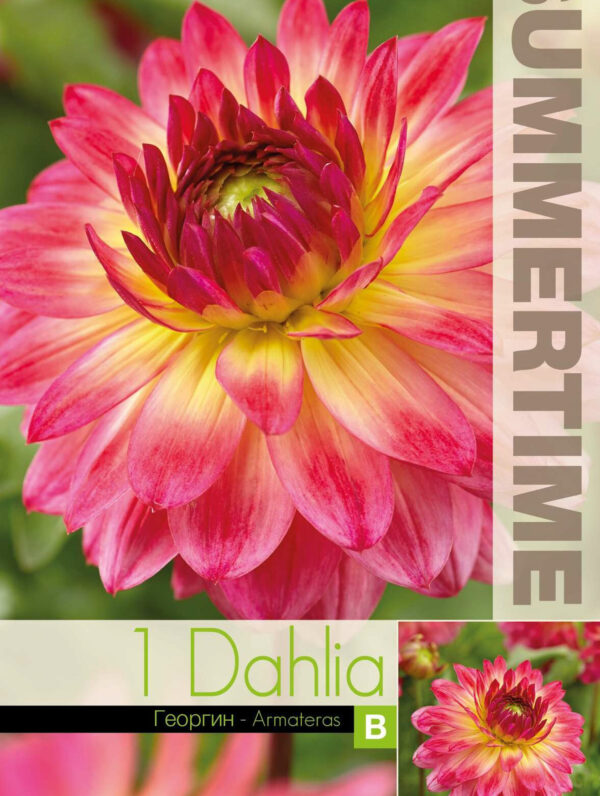 Dahlia Armateras