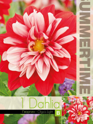 Dahlia Olga's Light