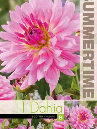 Dahlia Rosella