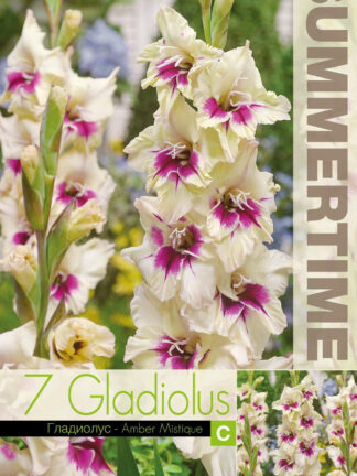 Gladiolus Amber Mystique