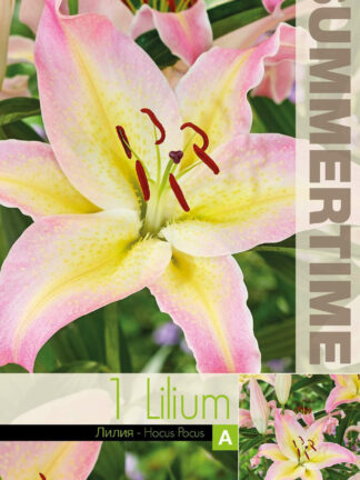 Lilium Hocus Pocus