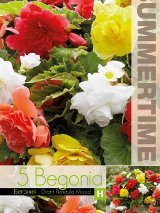 Begonia Giant Pendula Mixed