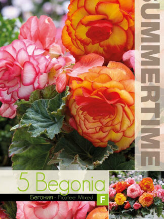 Begonia Picotee Mixed5